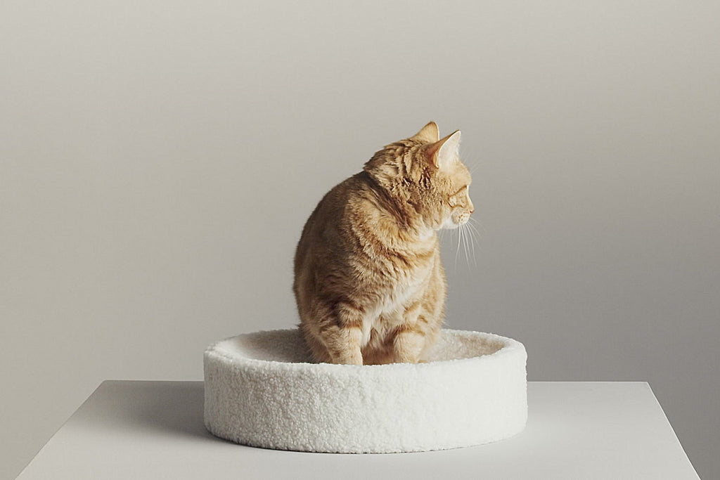 Nest-Shaped Cat Bed with Sculpted Foam Core and Faux Shearling Cover in Small, Wide or Two-Bed Set source demonstration video