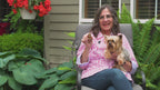 Dental Brush Chews for Dogs, Ridged Limited-Ingredient Treats in Small or Large Packs for Daily Oral Care source demonstration video