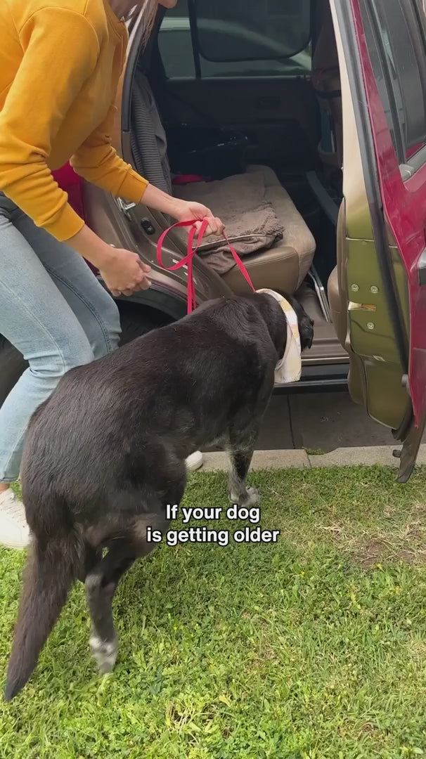 Hip and Joint Supplement Powder for Dogs, Green-Lipped Mussel and Eggshell Membrane Blend in Two Sizes product demonstration video