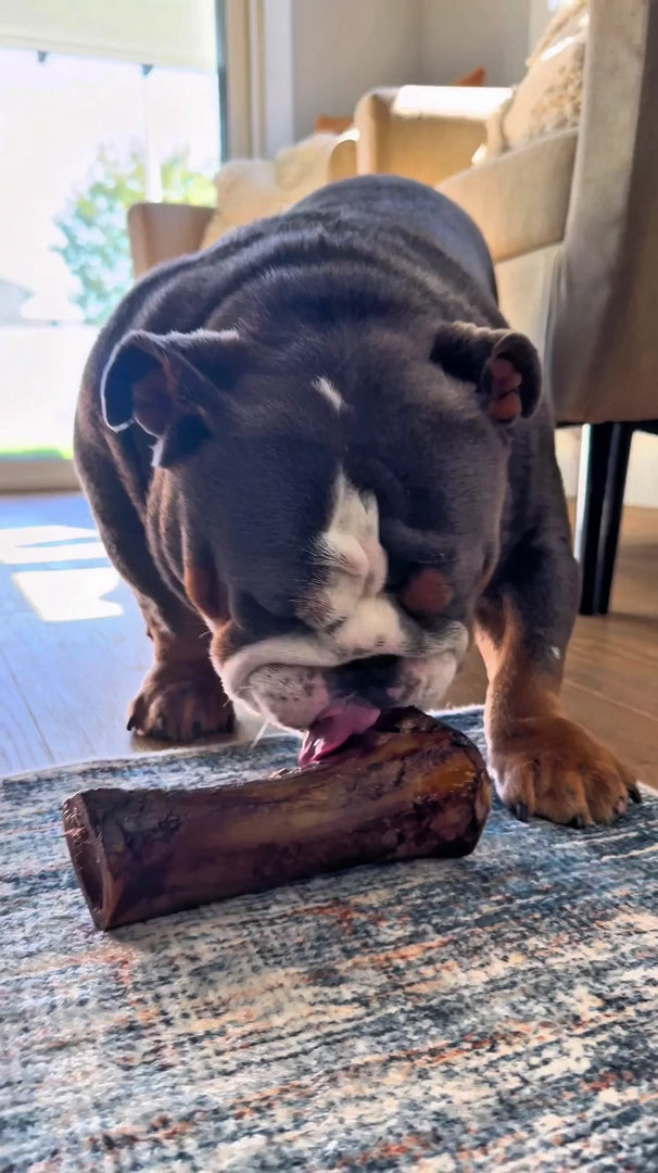 Bulldog chewing on large smoked beef marrow bone