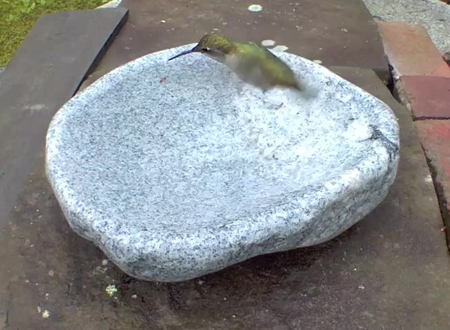 Hand-Chiseled Granite Puddle Stone Birdbath product video
