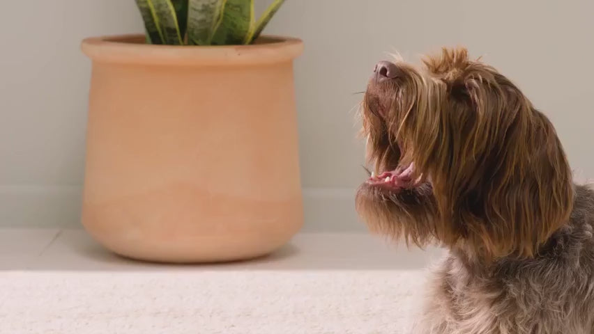 Long-Lasting Dental Chews for Small Dogs product video