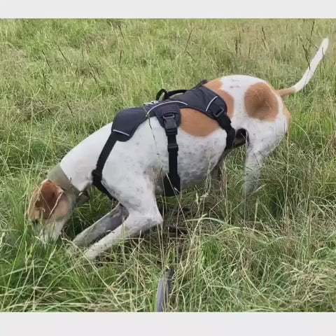 Escape-Resistant Sighthound Harness product video