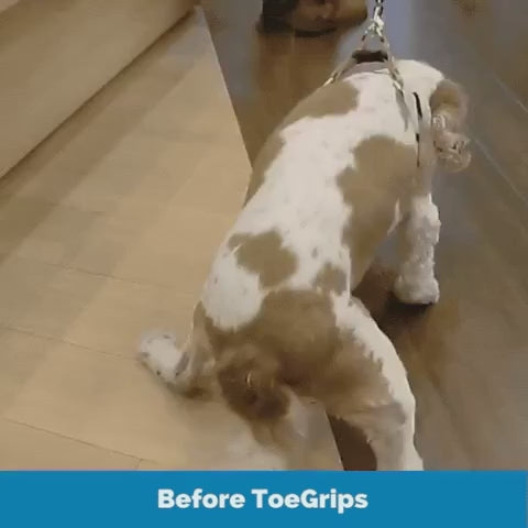 Dog Nail Grips for Floor Traction product video
