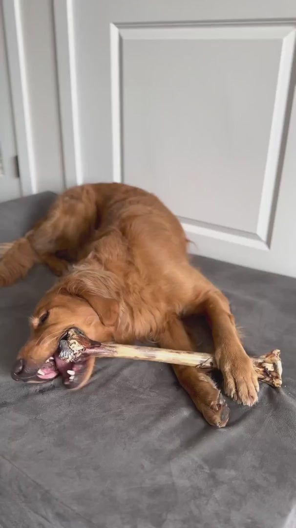 Ostrich Long Bone Dog Chew, Oversized 19 x 3.5 Inch Treat for Medium, Large and Extra-Large Dogs source demonstration video
