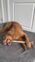 Ostrich Long Bone Dog Chew, Oversized 19 x 3.5 Inch Treat for Medium, Large and Extra-Large Dogs source demonstration video