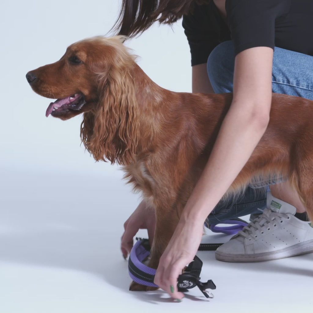Adjustable Mesh Dog Harness for Small to Medium Pets, Reflective Step-In Design Across Seven Chest Sizes source demonstration video