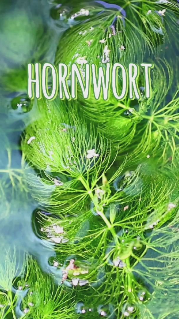 Live Hornwort Aquarium Plant, Fresh-Cut Rootless Stems for Floating or Background Freshwater Growth source demonstration video