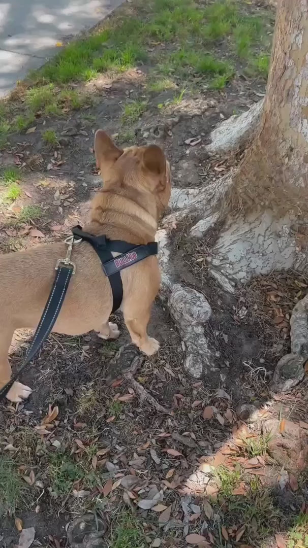 Black BullHug Dog Harness – Non-Choking, Adjustable product video