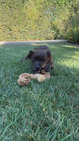 Coconut-Husk Rope and Coffee-Tree Wood Dog Chew Toy in Five Sizes, Single or 5-Pack Bundles product demonstration video