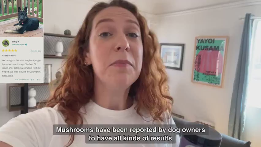 Seven-Mushroom Powder Blend for Dogs with Beta-Glucans for a Label-Directed Daily Wellness Routine product demonstration video