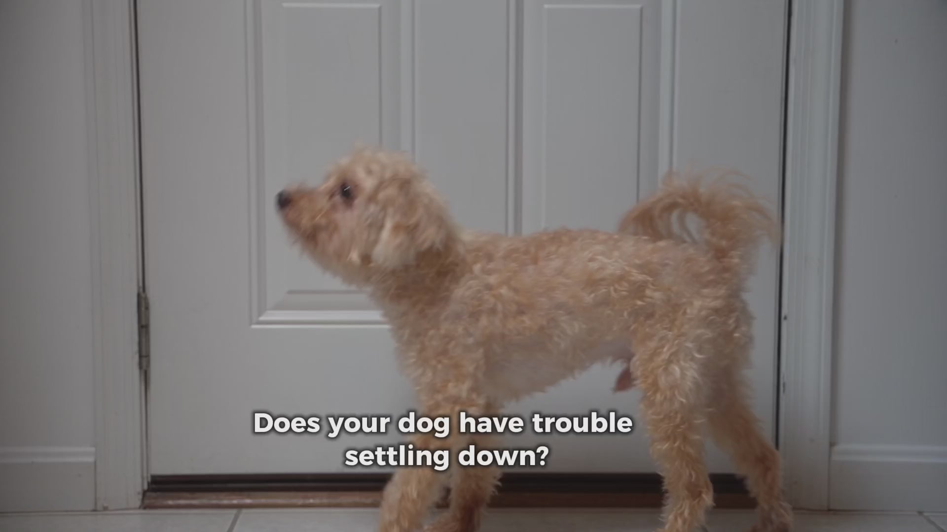 Dog Calming Chew Supplement, Duck Soft Treat and Food Topper Featuring L-Theanine and Chamomile in Two Bag Sizes source demonstration video