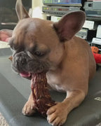 A short video clip of a French bulldog chewing on a dehydrated turkey neck
