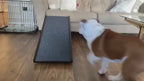 Adjustable Folding Dog Ramp product video
