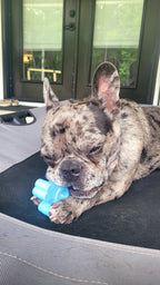 Dog Chew Toy product image 17