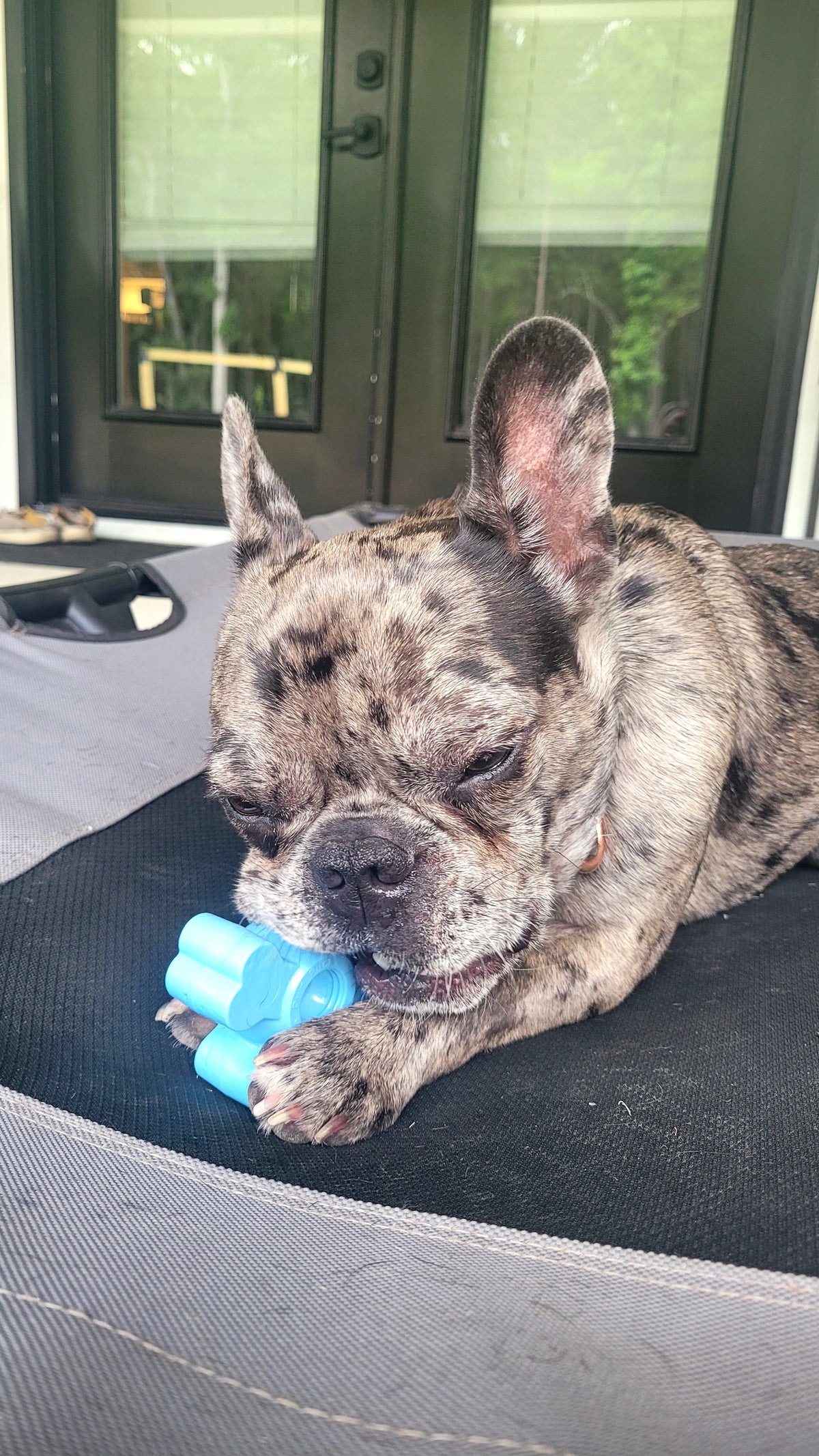 Dog Chew Toy product image 17