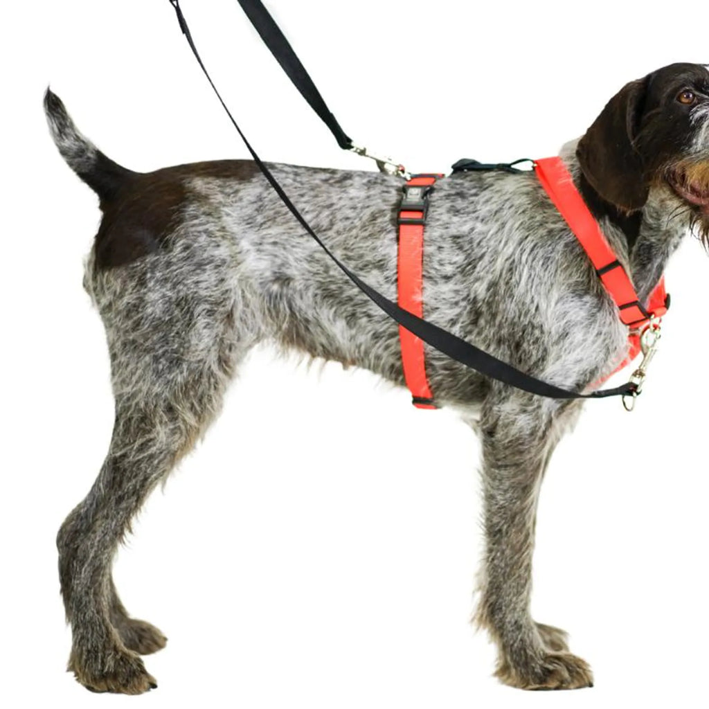 Six-Point Adjustable No-Pull Dog Harness product view 2