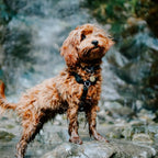 Six-Point Adjustable No-Pull Dog Harness product view 3