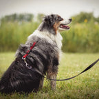 Six-Point Adjustable No-Pull Dog Harness product view 4