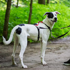 Six-Point Adjustable No-Pull Dog Harness product view 5