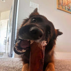 Dog chewing on a smoked beef marrow bone