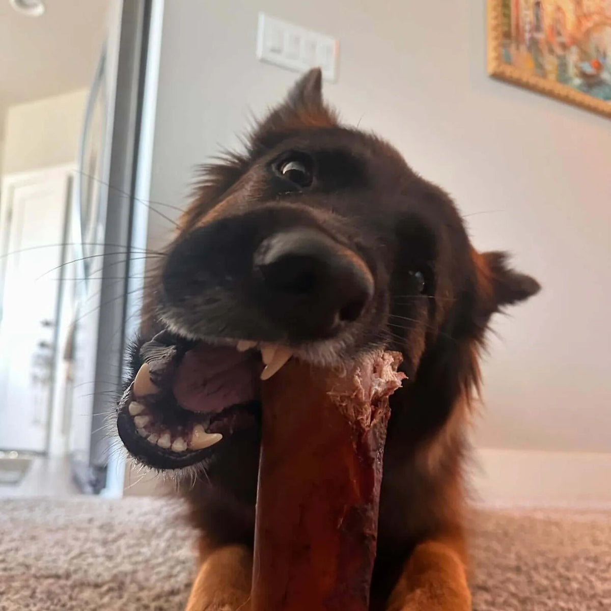 Dog chewing on a smoked beef marrow bone