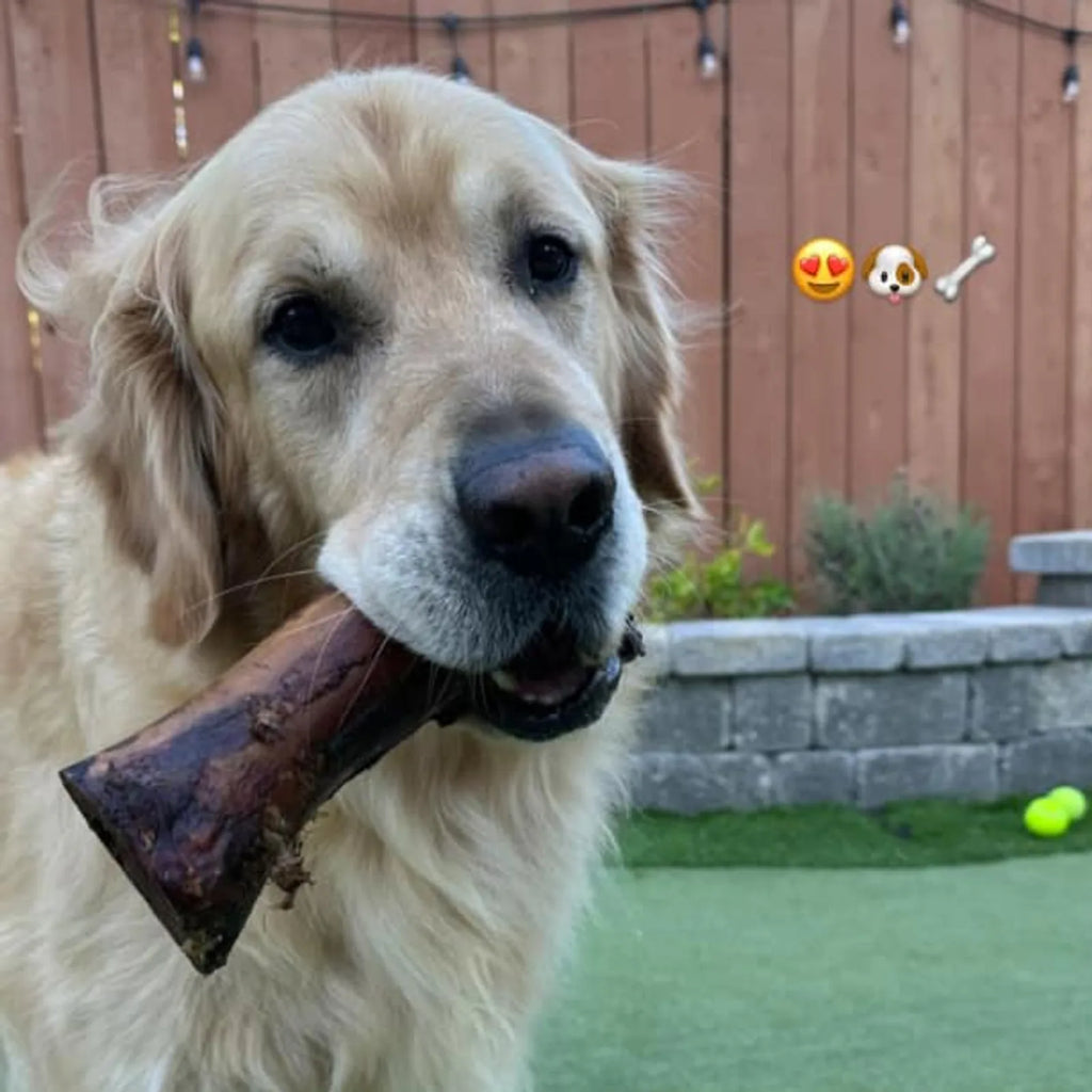 Golden retriever holding a smoked beef marrow bone in its mouth in a backyard with a stone planter and wood fence