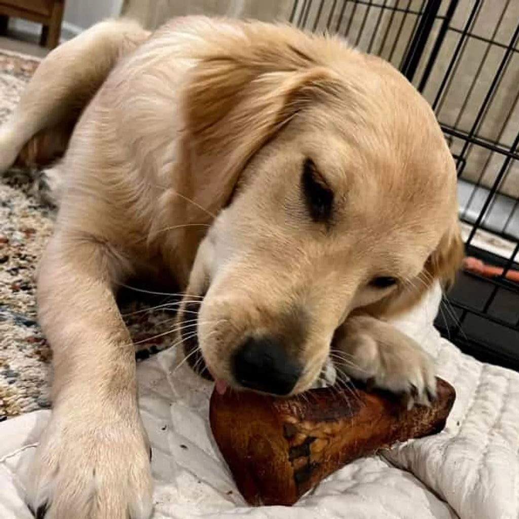 Close-up of Labrador chewing a smoked beef marrow bone