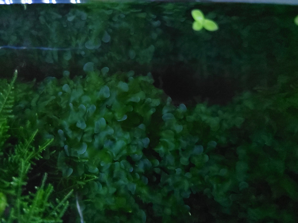 Aquatic Moss Subwassertang Pellia Moss: Golfball Portion for Freshwater Aquarium Aquascapes