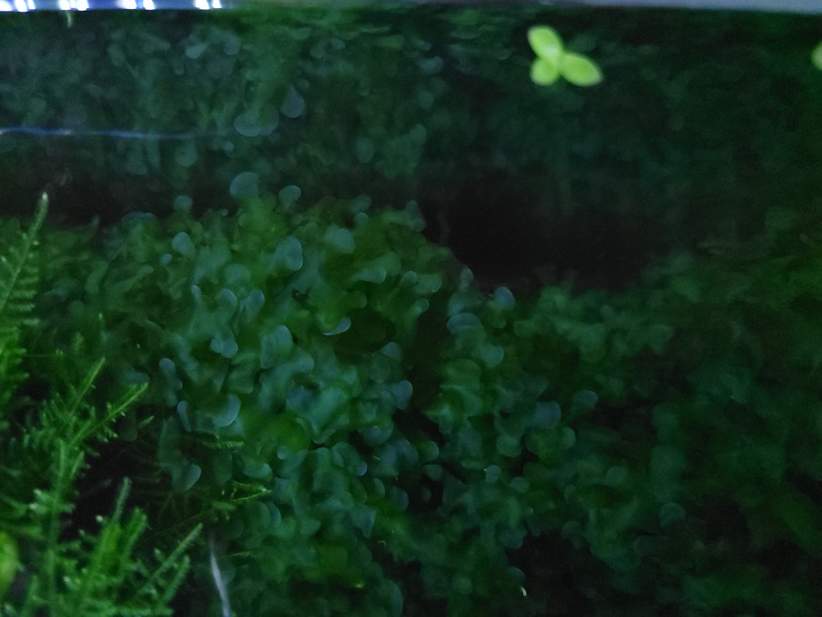 Aquatic Moss Subwassertang Pellia Moss: Golfball Portion for Freshwater Aquarium Aquascapes