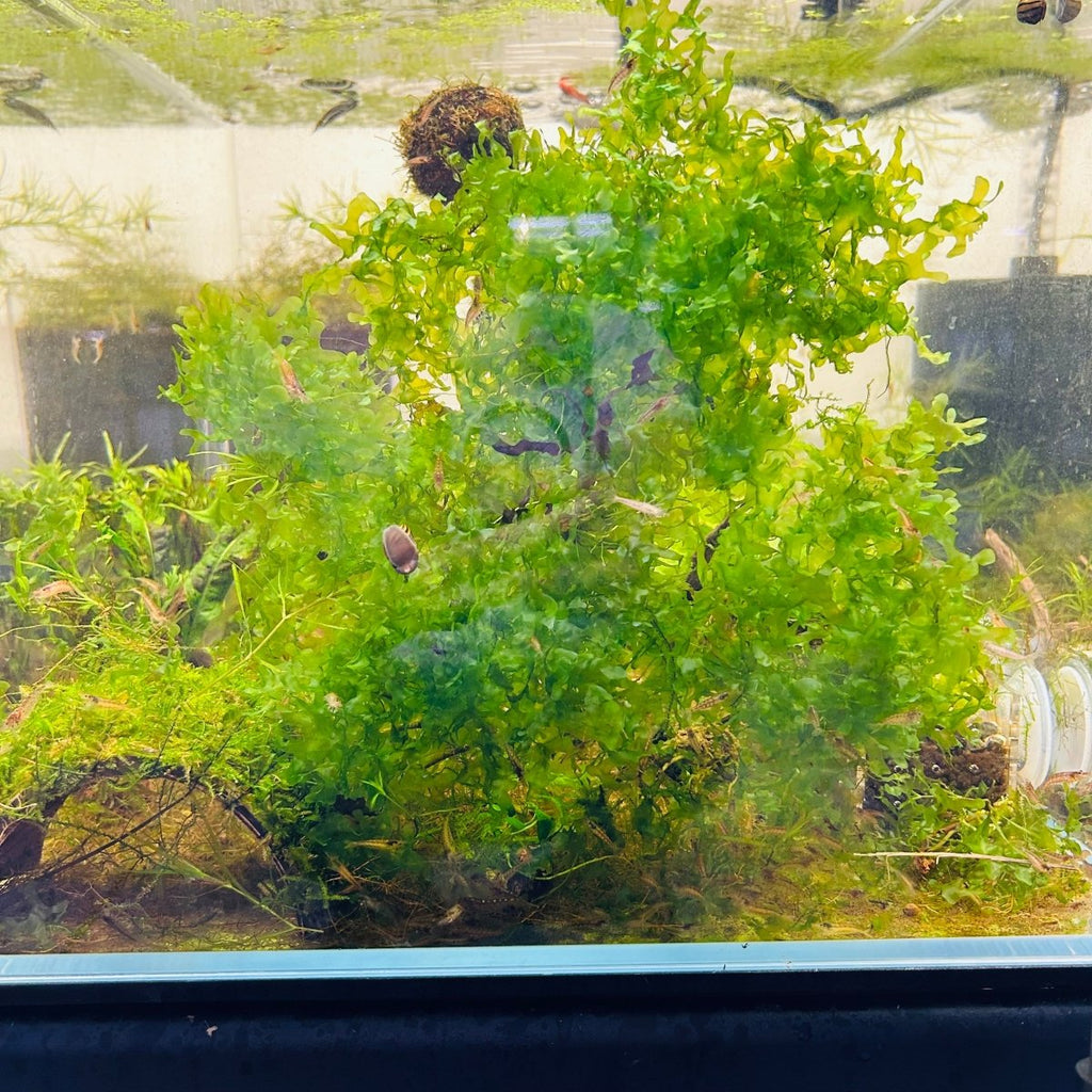 Aquatic Moss Subwassertang Pellia Moss: Golfball Portion for Freshwater Aquarium Aquascapes