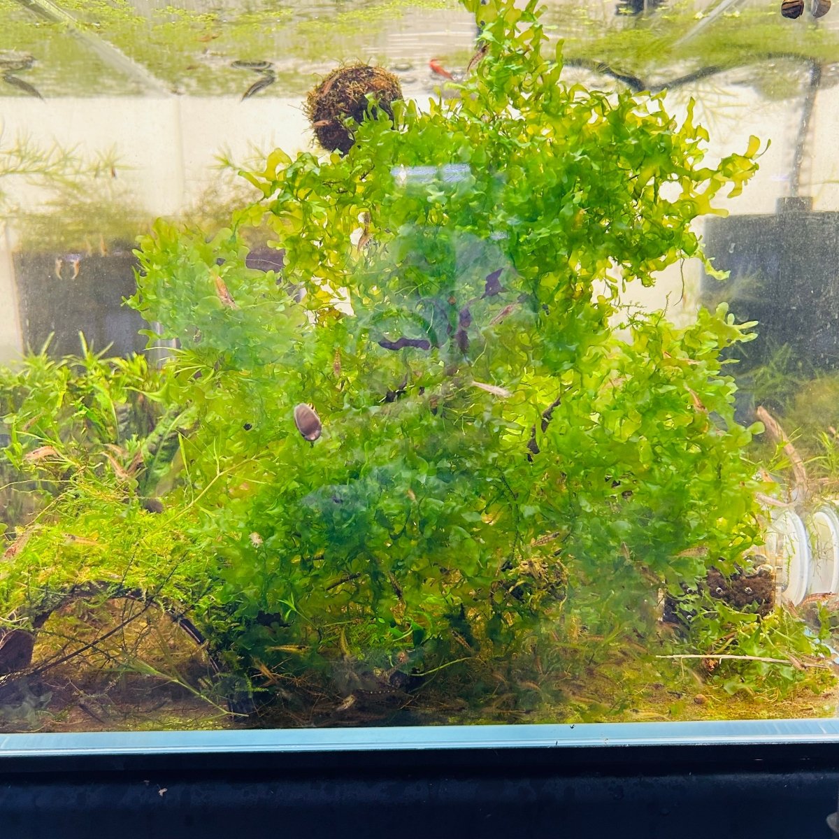 Aquatic Moss Subwassertang Pellia Moss: Golfball Portion for Freshwater Aquarium Aquascapes
