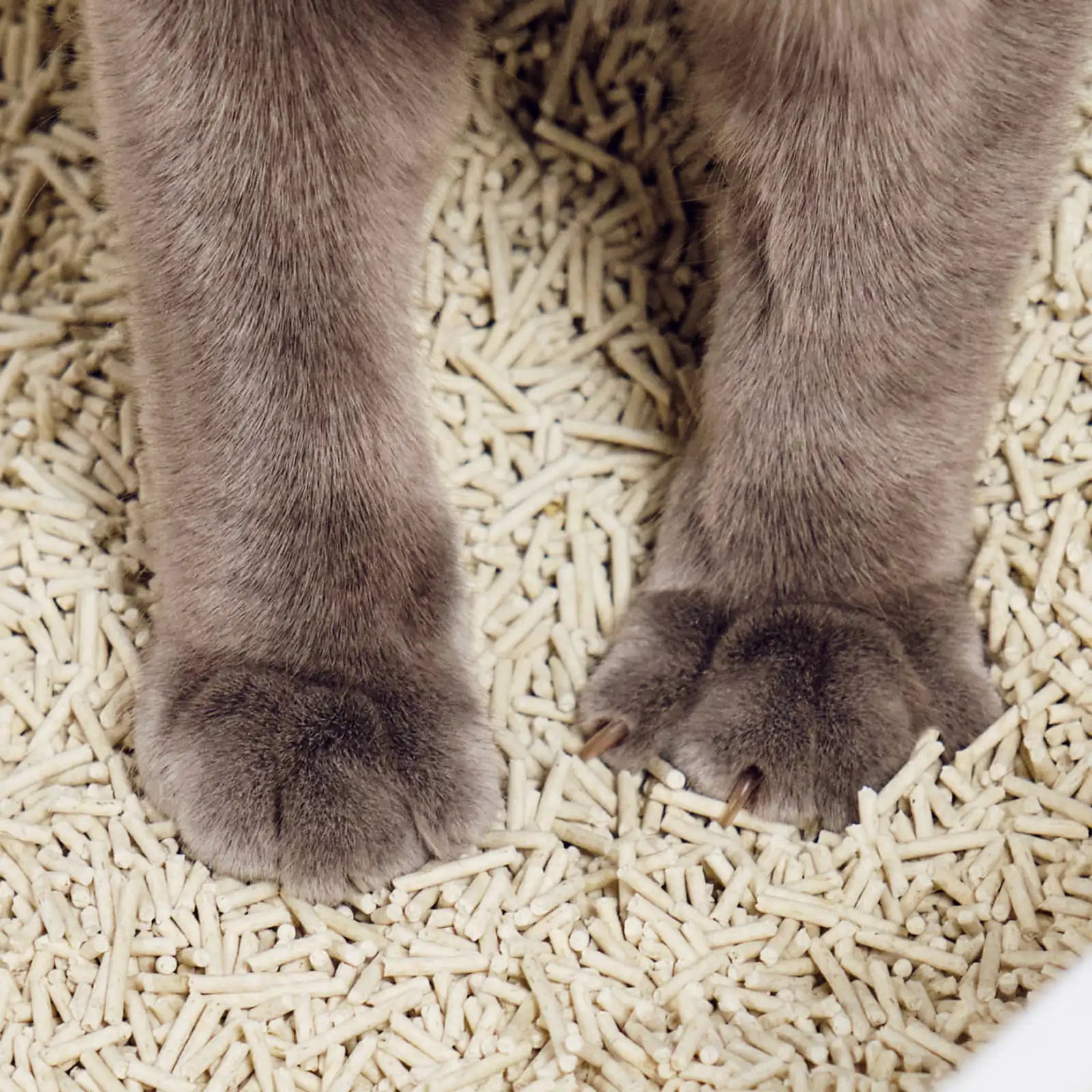 [Formula:Lavender]  Really Great Cat Litter - Tuft and Paw