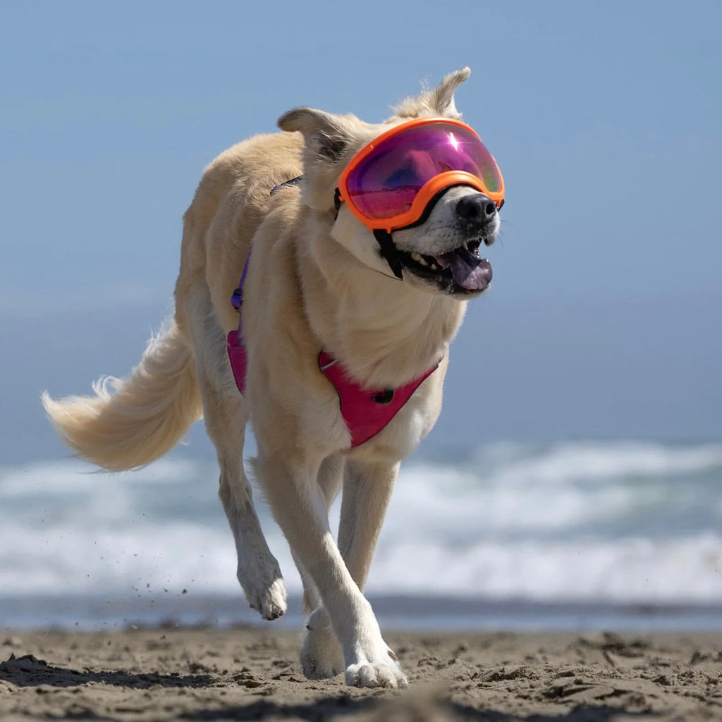 UV protective dog goggles with replaceable lenses, product image 3