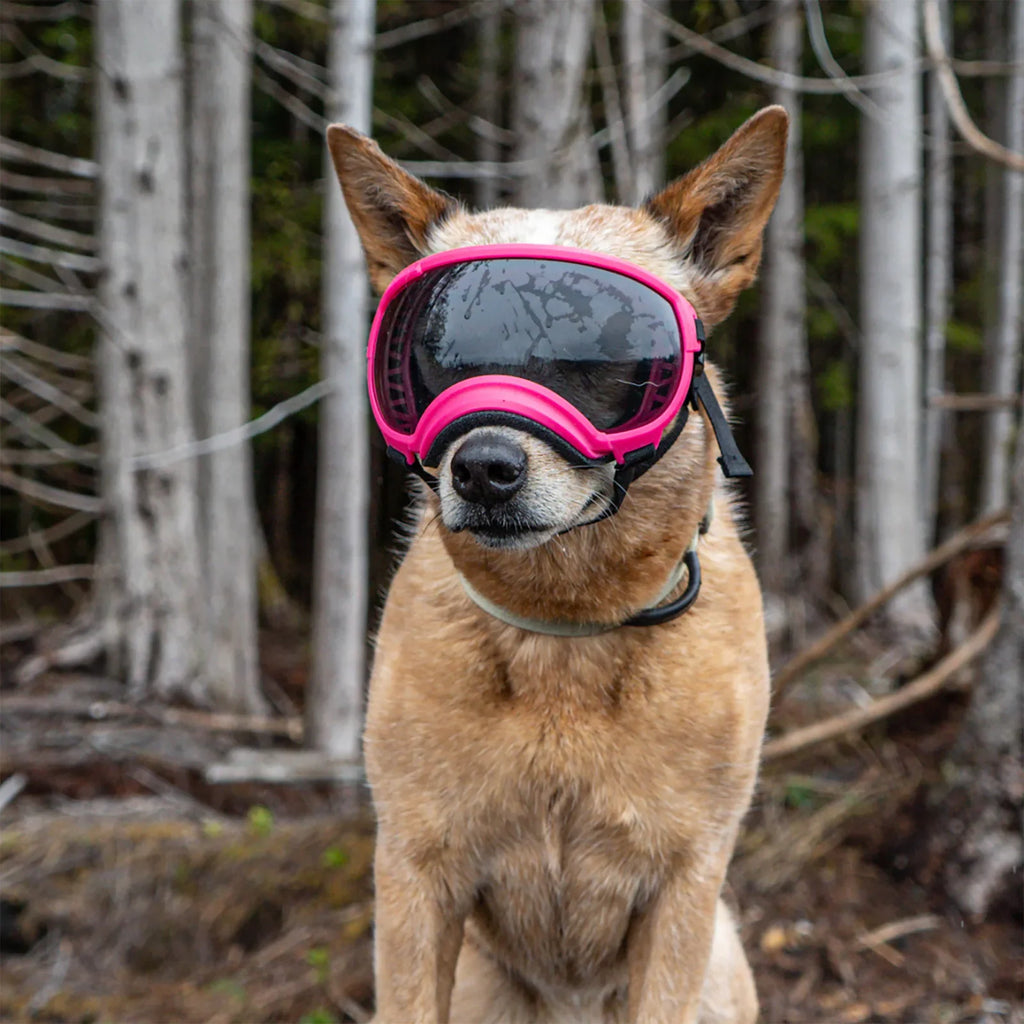 UV protective dog goggles with replaceable lenses, product image 8