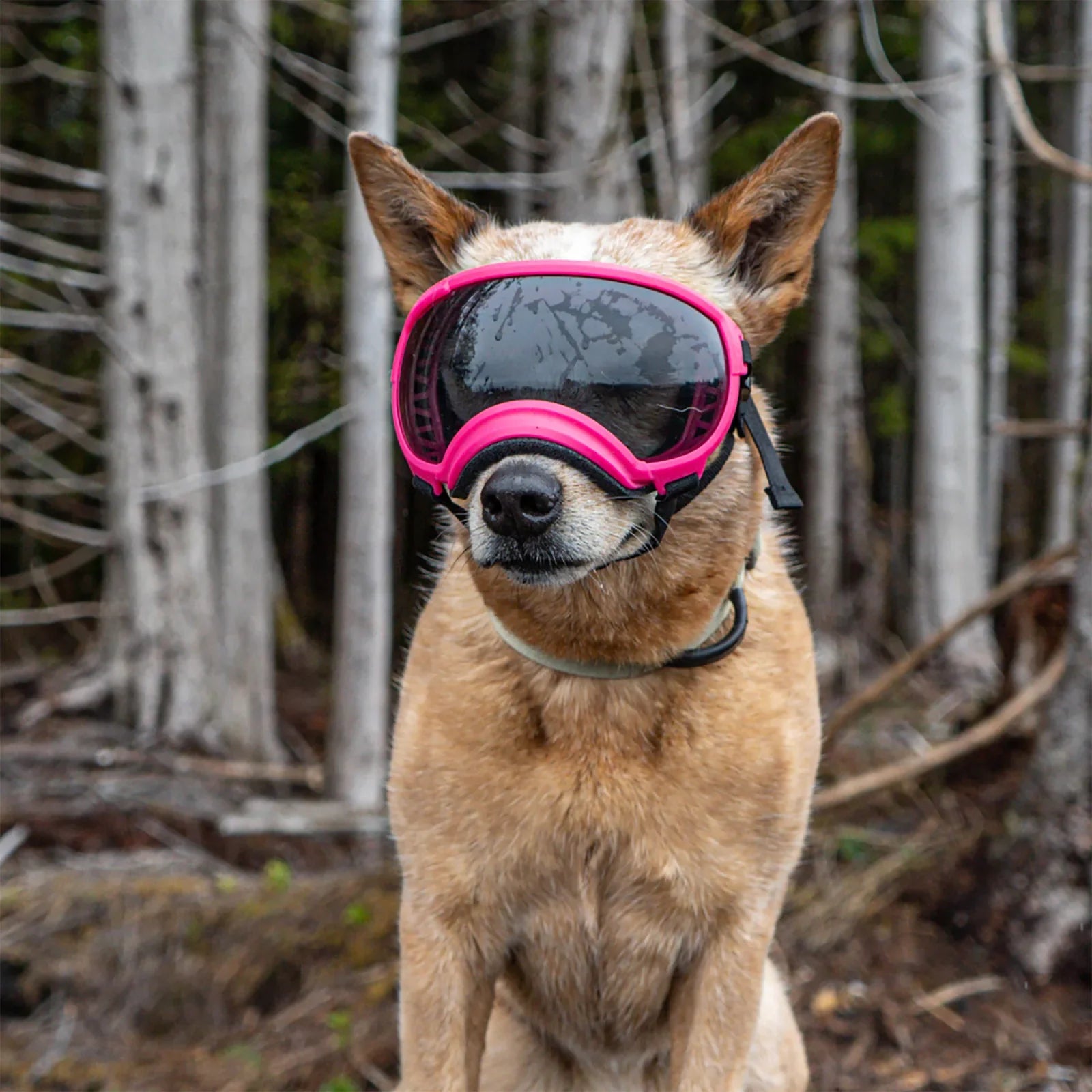 UV protective dog goggles with replaceable lenses, product image 8