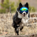 UV protective dog goggles with replaceable lenses, product image 10