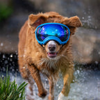UV protective dog goggles with replaceable lenses, product image 13