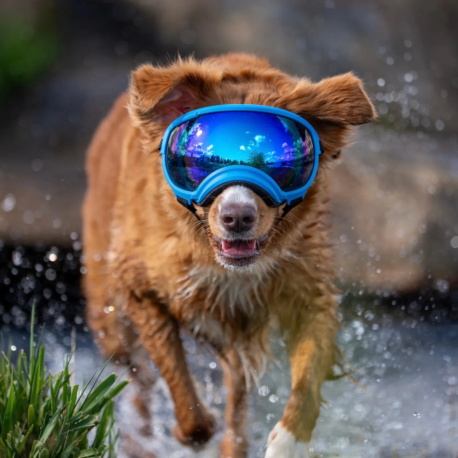 UV protective dog goggles with replaceable lenses, product image 13