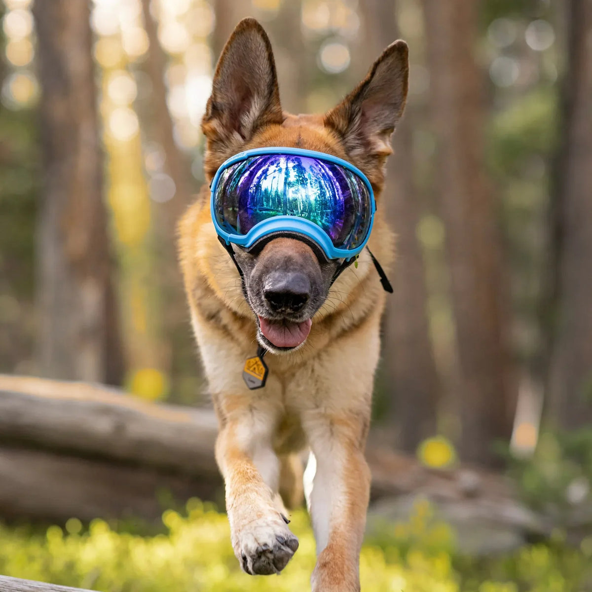 UV protective dog goggles with replaceable lenses, product image 14