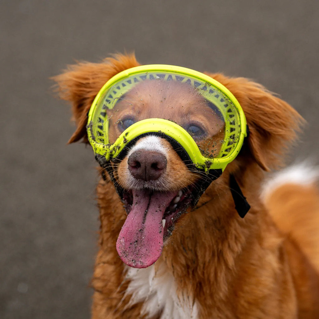 UV protective dog goggles with replaceable lenses, product image 16