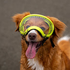 UV protective dog goggles with replaceable lenses, product image 16