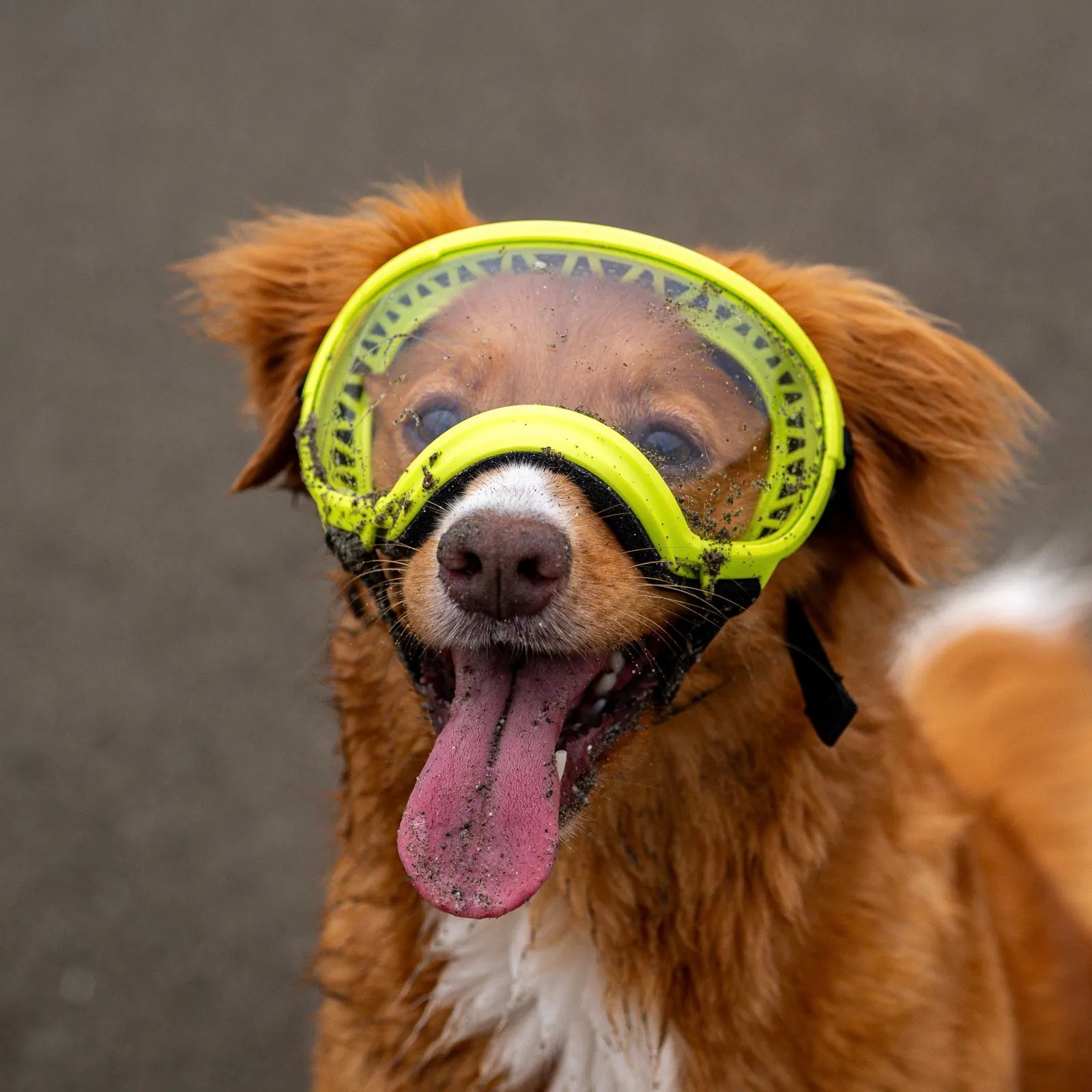 UV protective dog goggles with replaceable lenses, product image 16