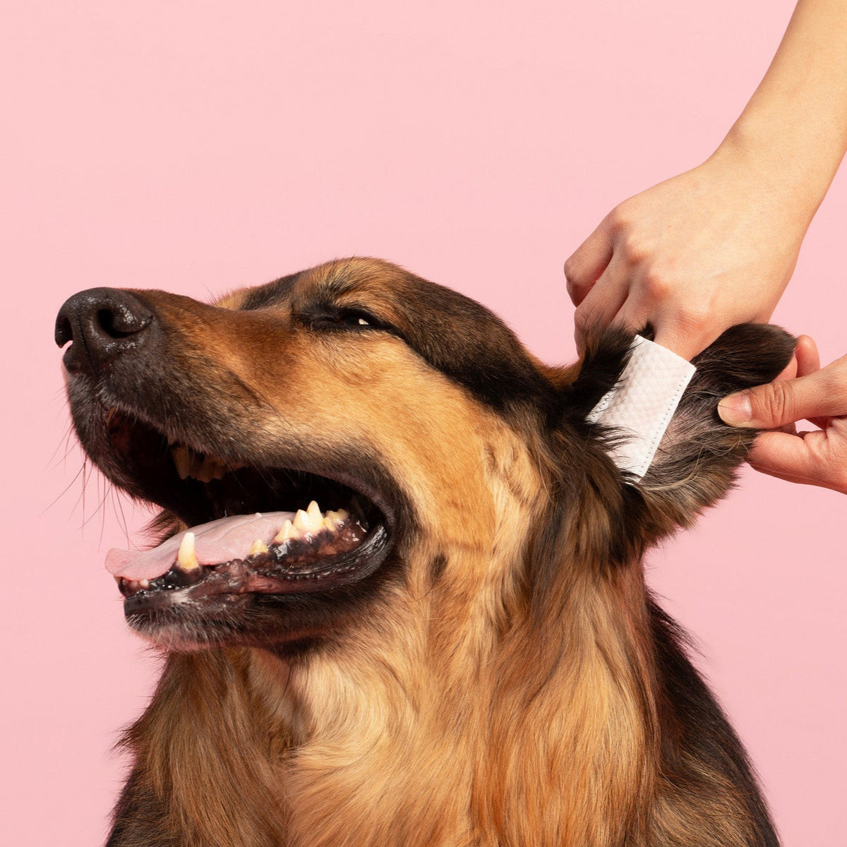 Pet Ear Cleaning Wipes for Dogs and Cats with Oatmeal-Scented Finger Pads, 50 Count for Gentle Home Care